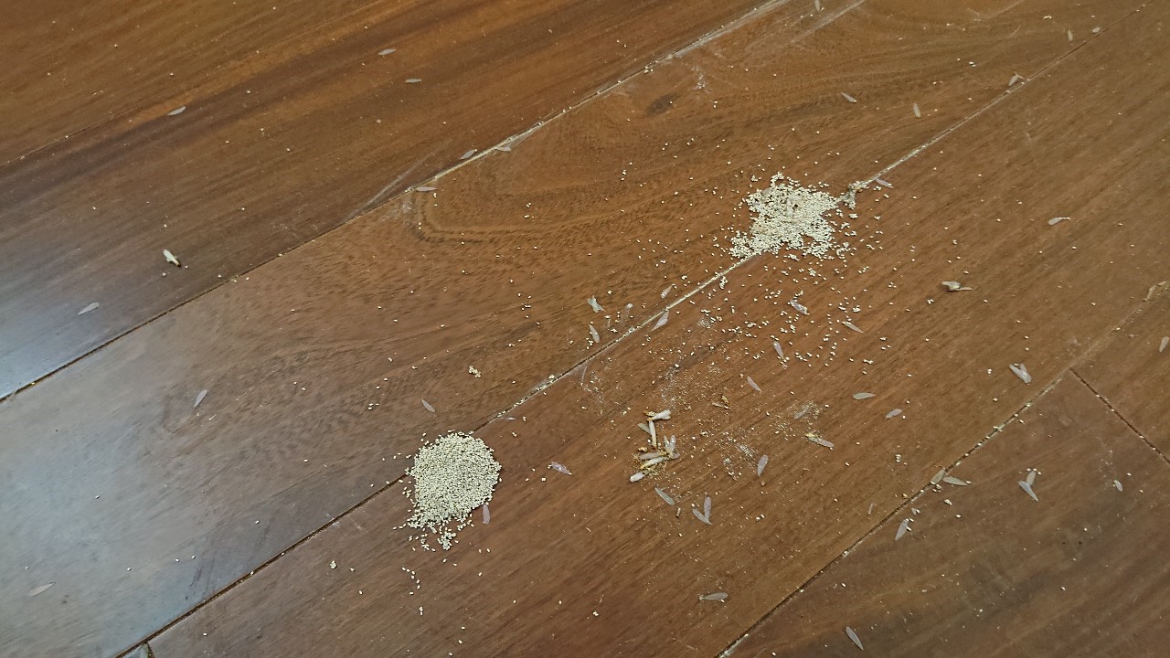 乾木白蟻防治