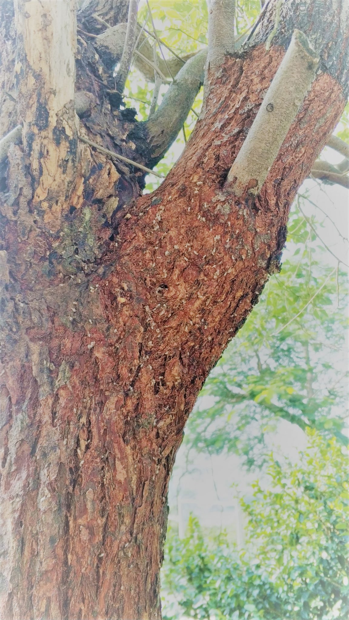 樹木除白蟻專家