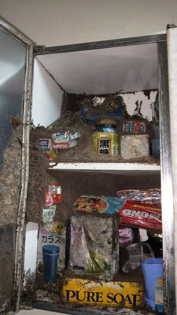 白蟻最容易躲藏的地方