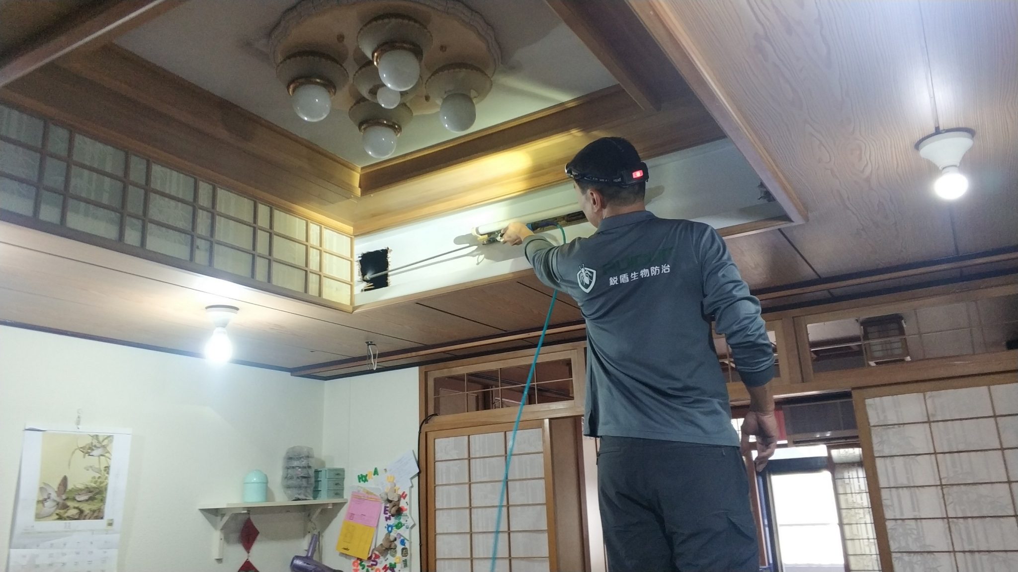 專業白蟻防治