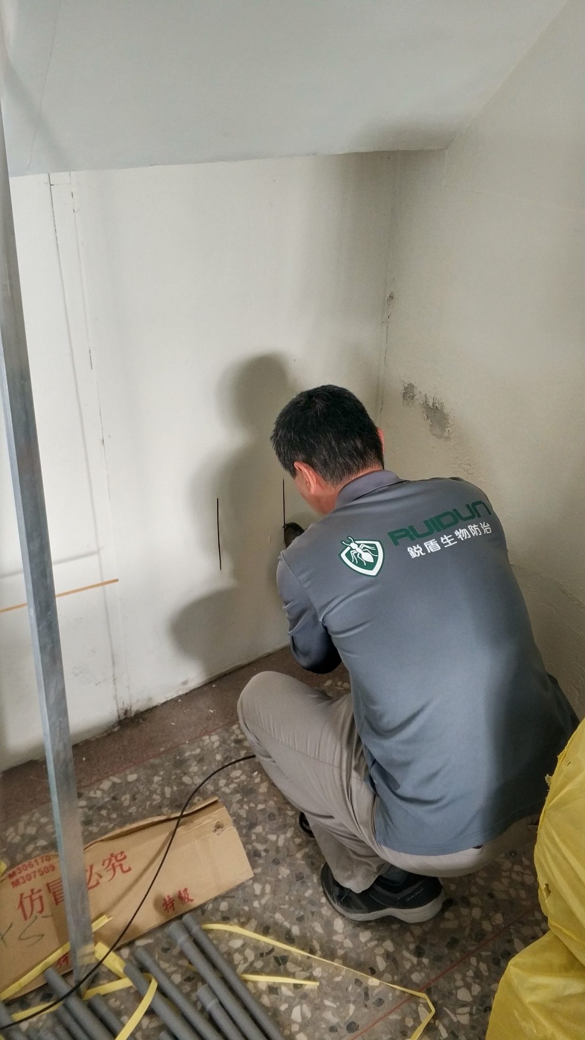 老屋白蟻問題
