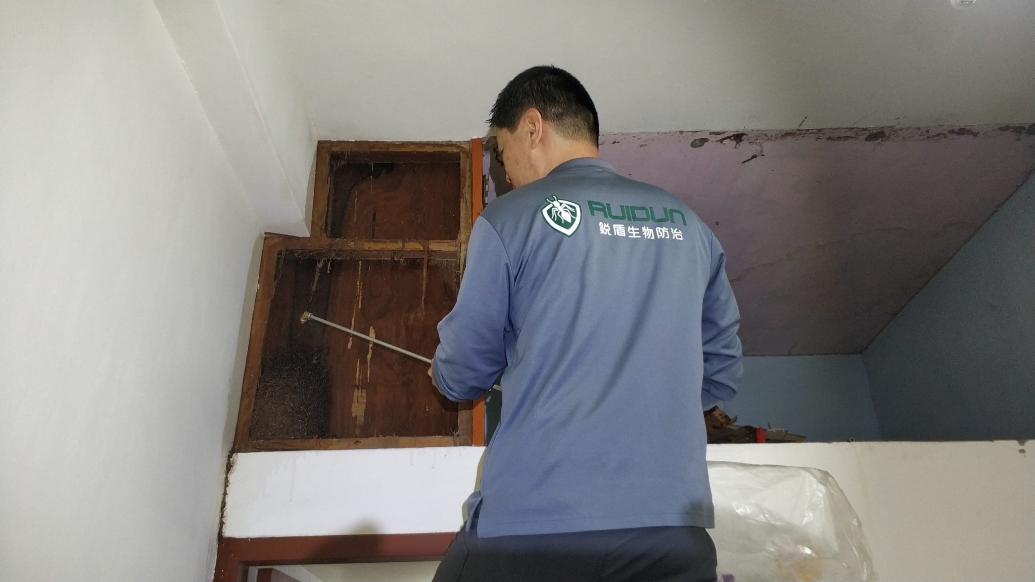 白蟻窩長怎樣