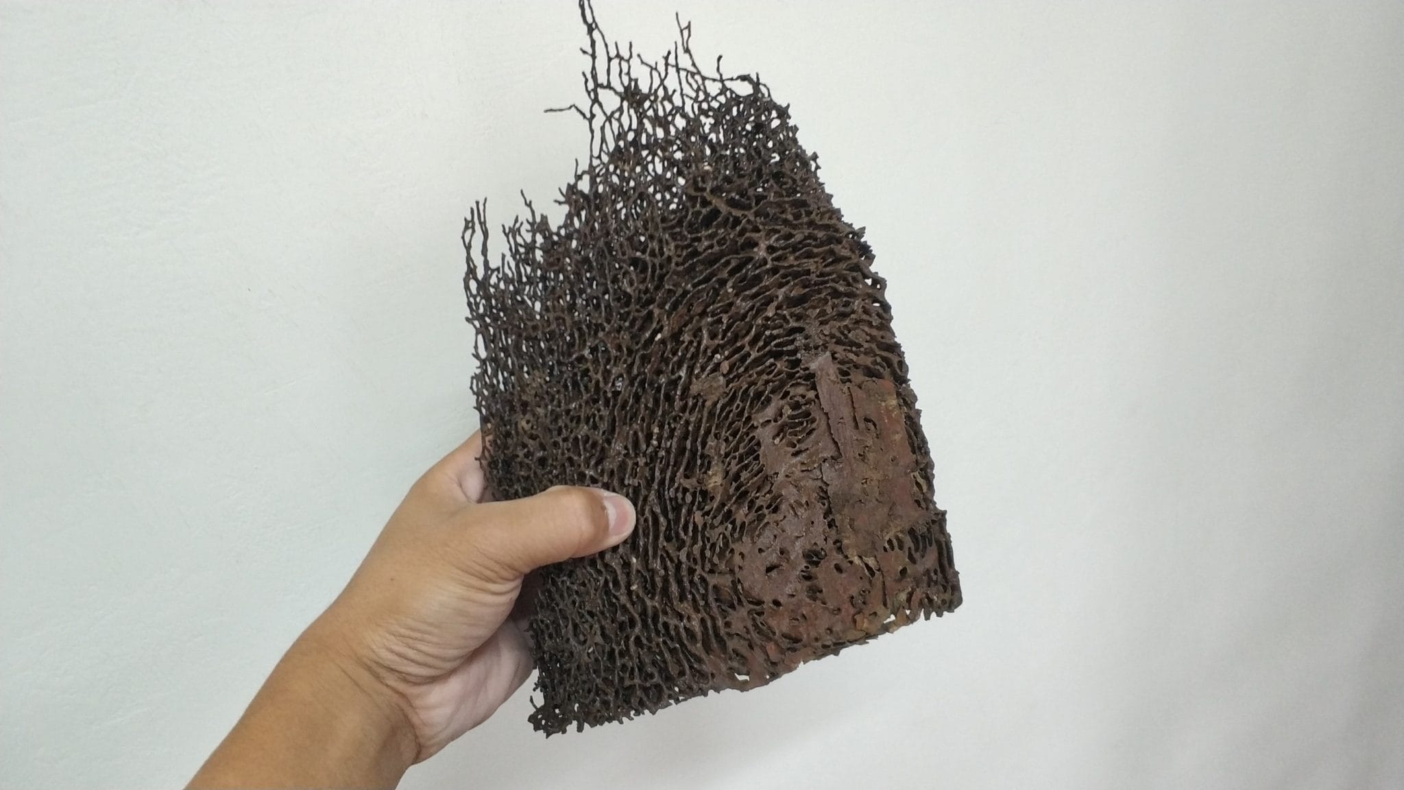 白蟻窩長怎樣