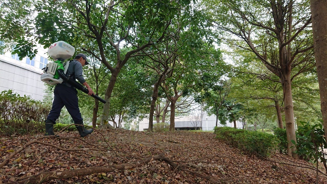 紅火蟻防治