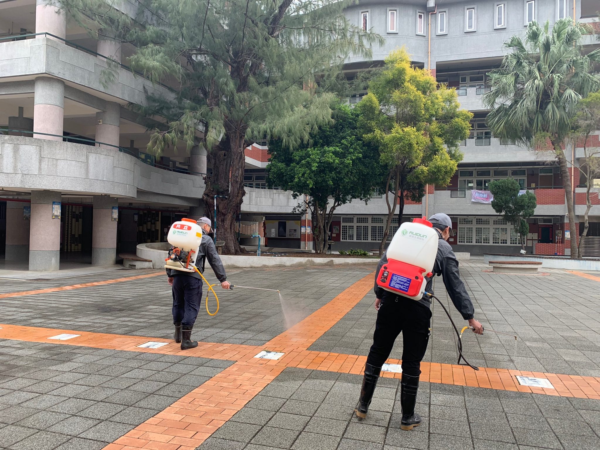新竹、苗栗紅火蟻