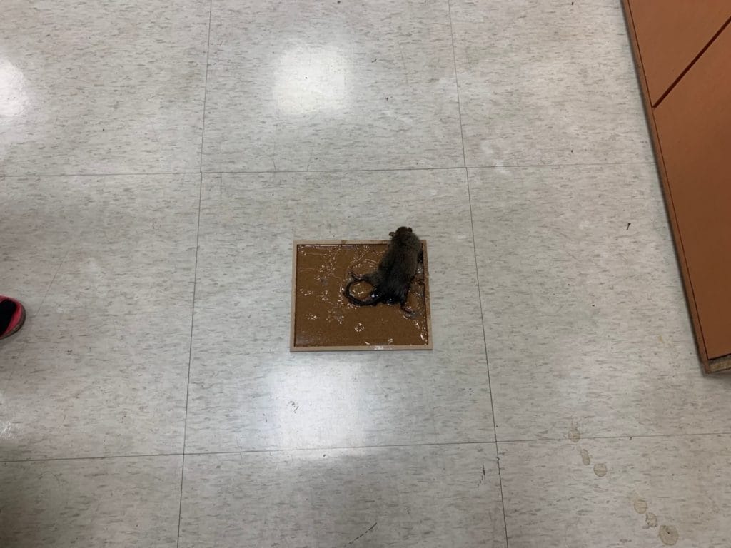 苗栗除鼠