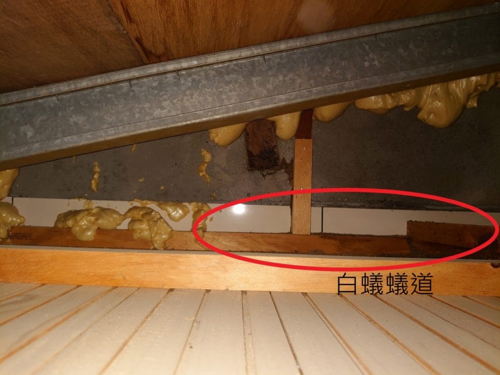 新竹白蟻問題