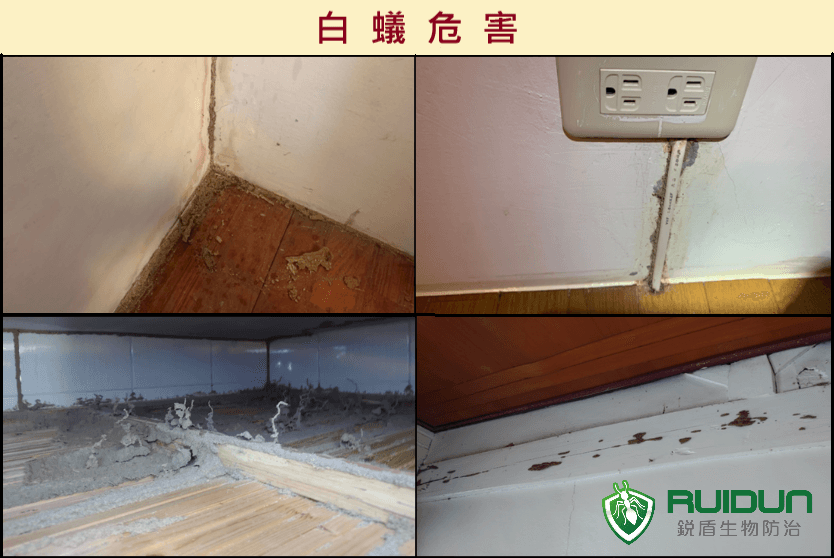 白蟻檢測