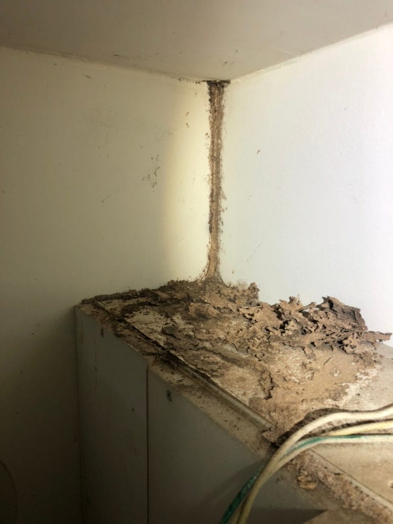 二手屋除白蟻