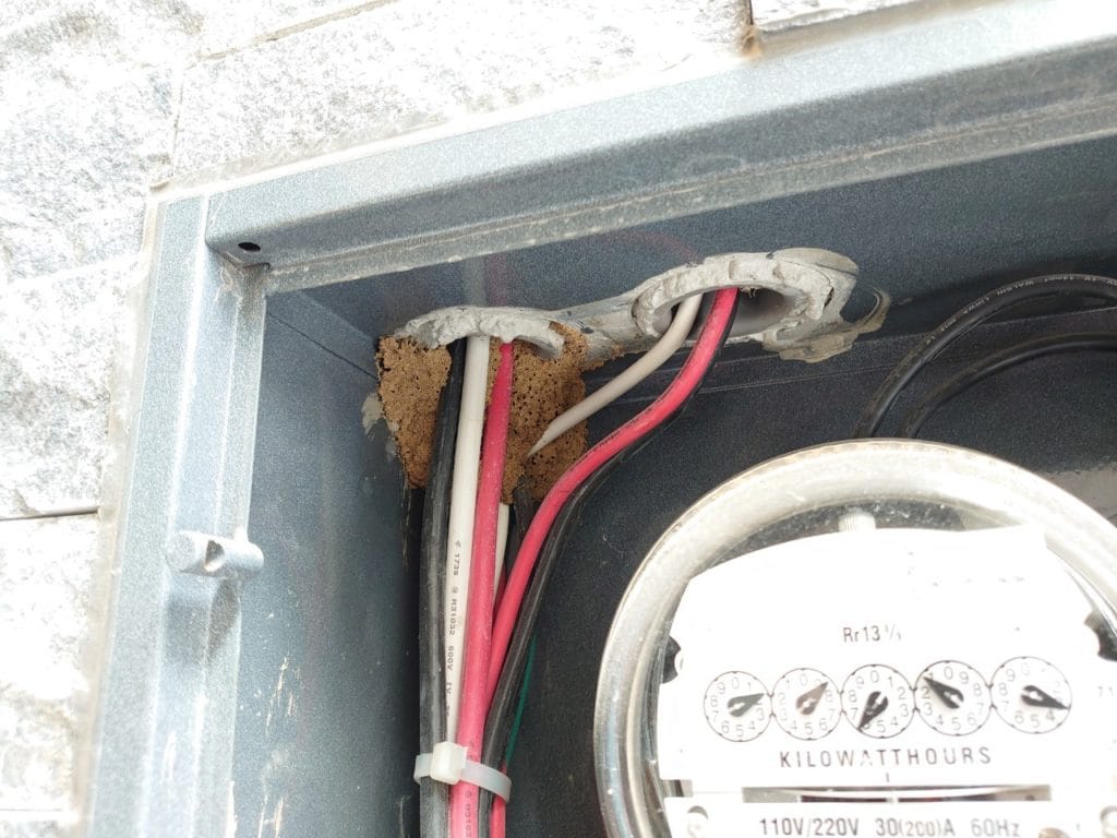 電箱 白蟻