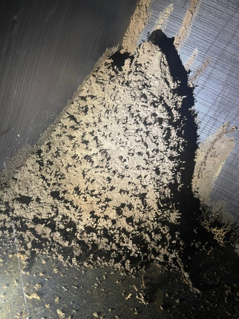新竹 白蟻巢