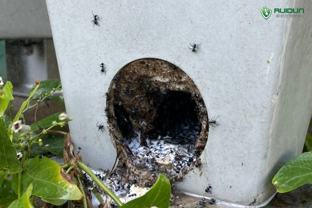 新竹螞蟻蟲害