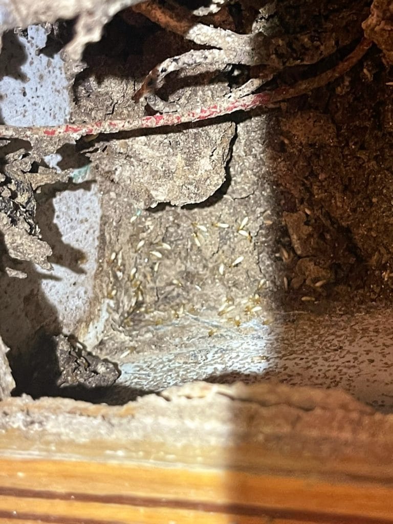 營業場所除白蟻