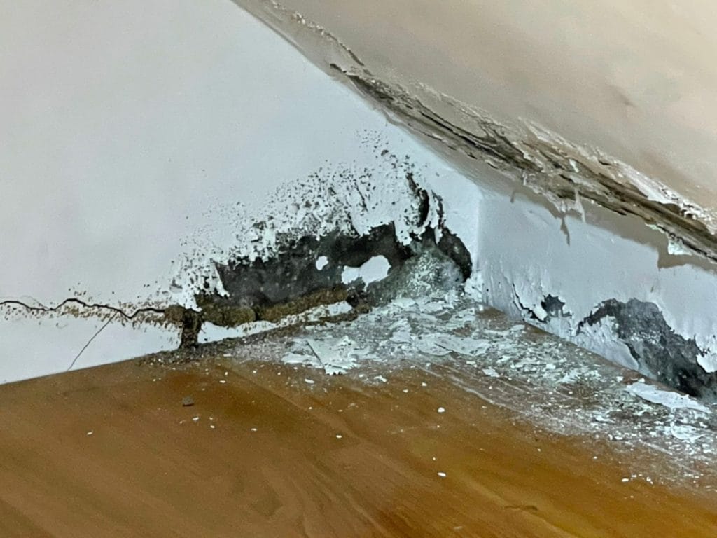 苗栗 白蟻問題