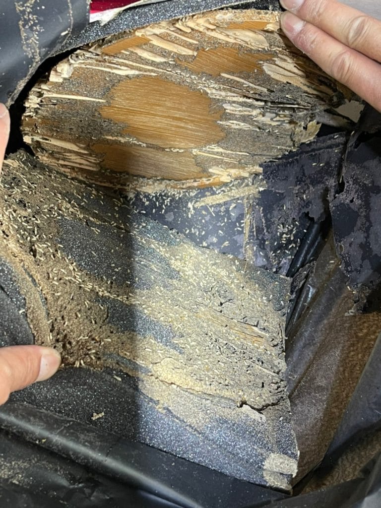 新竹別墅除白蟻