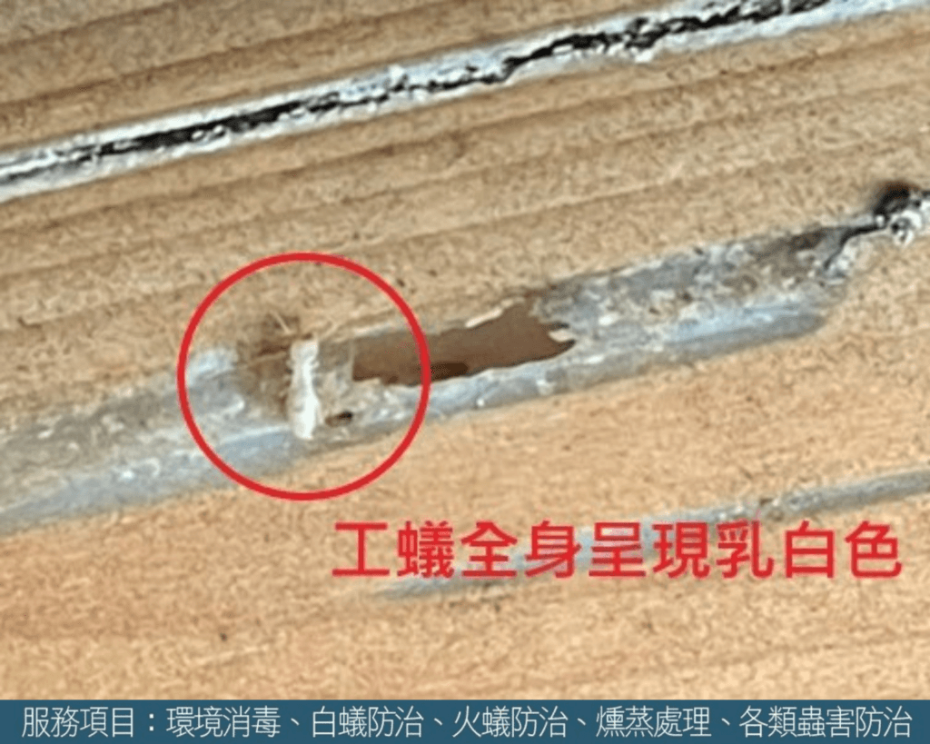 苗栗白蟻檢查