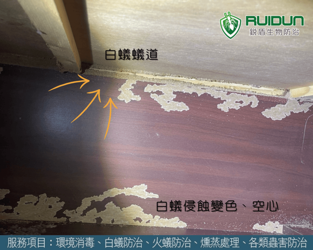 苗栗白蟻檢查