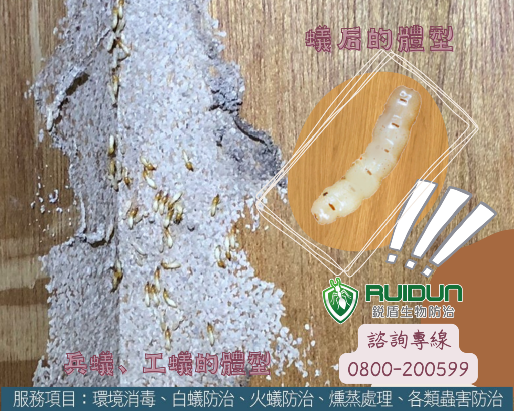 新竹滅白蟻團隊