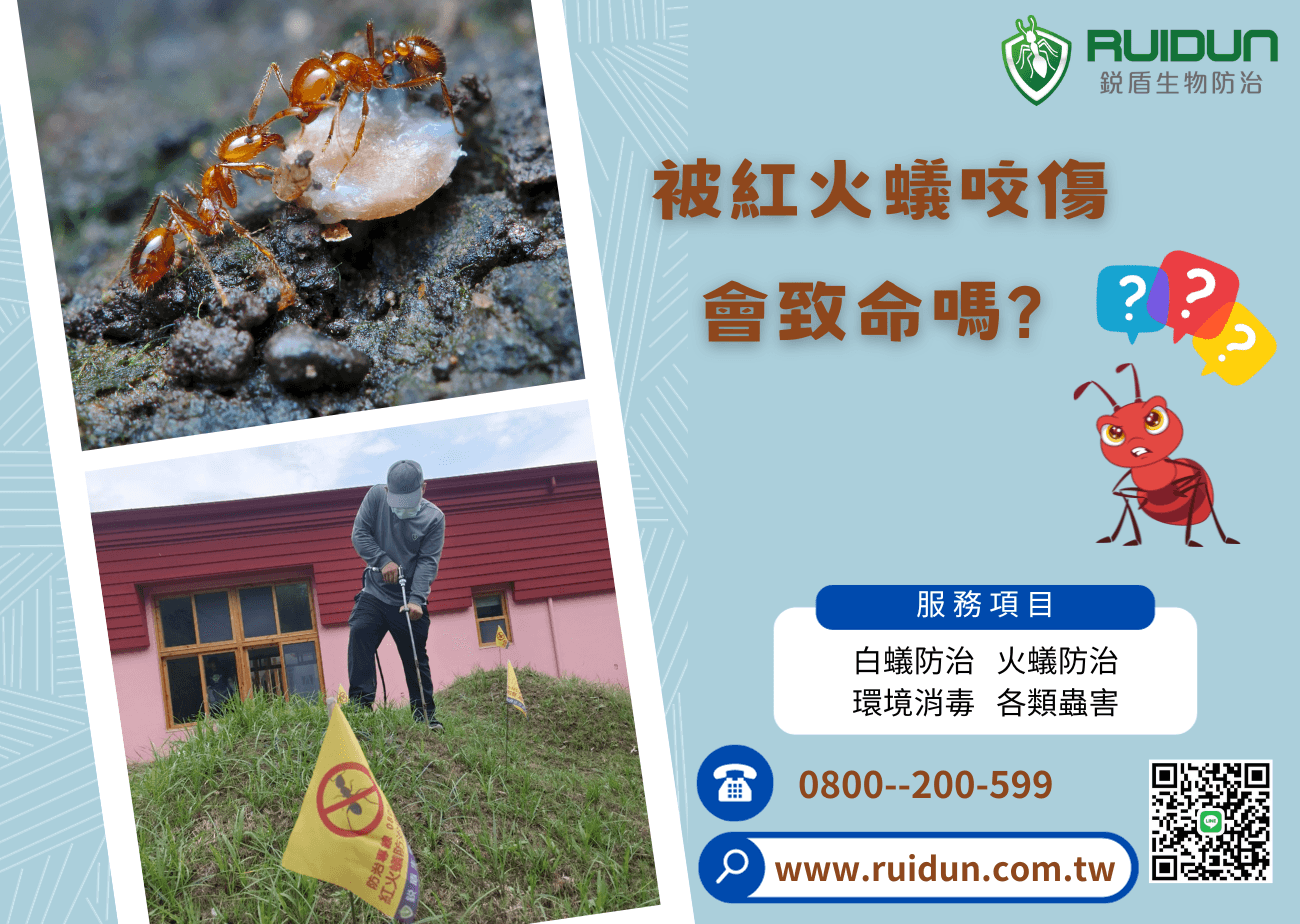 《被紅火蟻咬傷,會致命嗎?》 銳盾生物防治有限公司 - 苗栗 除白蟻 | 除蟲 公司 – 新竹除白蟻– 苗栗除白蟻– 除白蟻公司