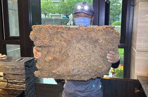 除白蟻