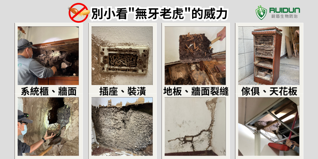 白蟻 危害 無牙老虎