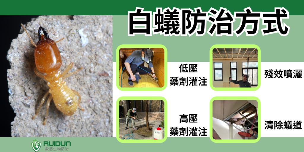 新竹苗栗除白蟻推薦 白蟻怕什麼?