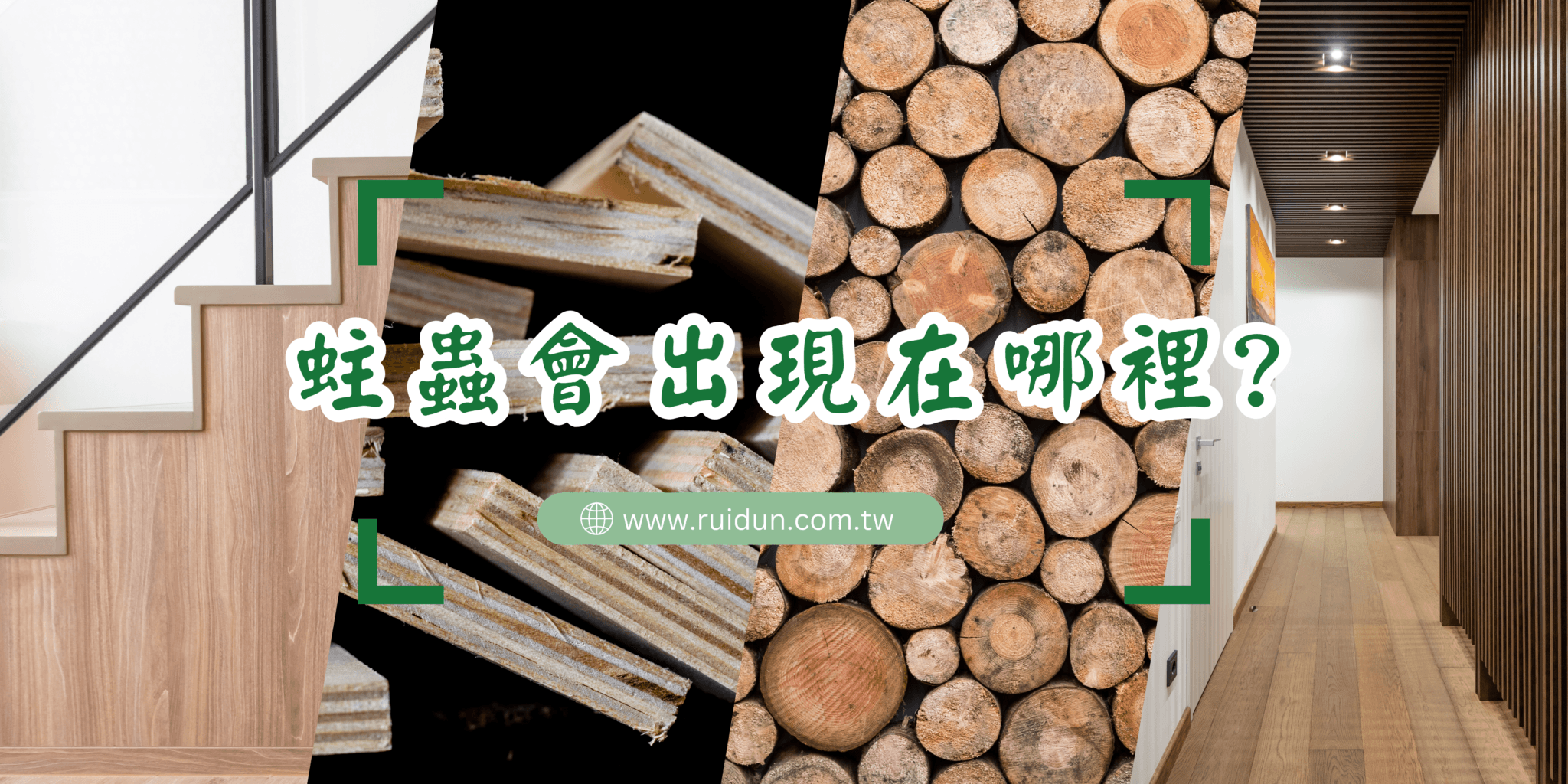 蛀蟲 會出現在哪裡