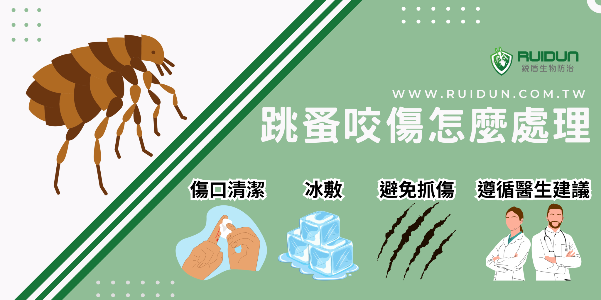 跳蚤 咬傷