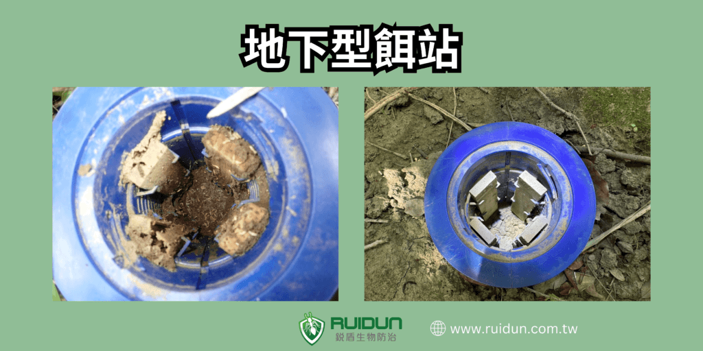 新竹苗栗除白蟻推薦 白蟻怕什麼?