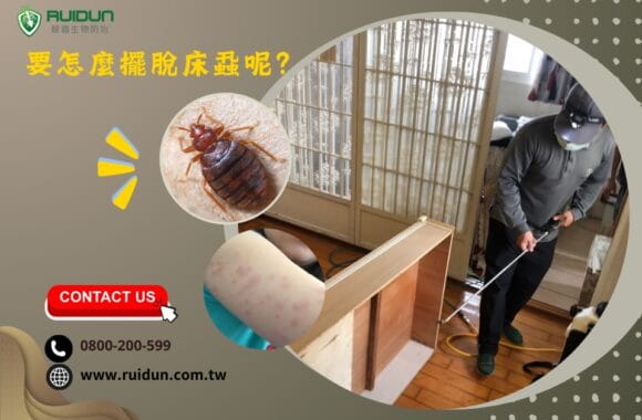臭蟲 床蝨