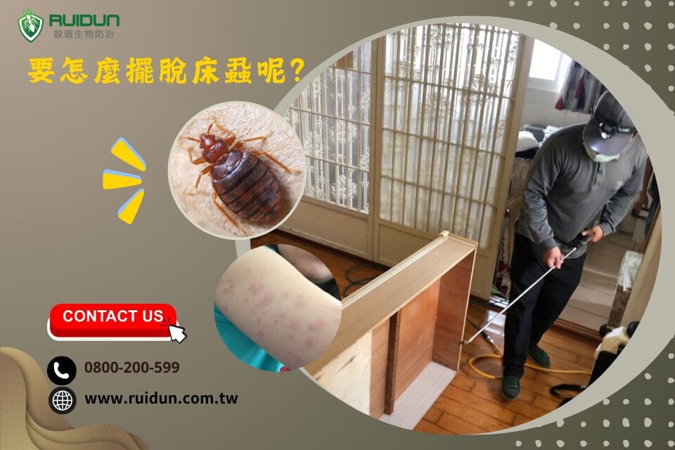 臭蟲 床蝨