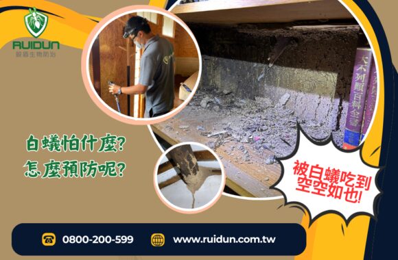 白蟻預防防治
