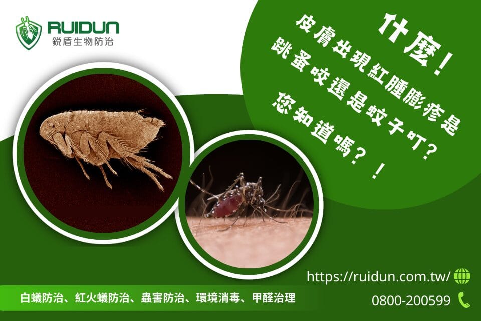 跳蚤與蚊子的傷口 跳蚤與蚊子