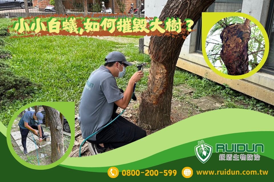 樹木除蟲專家