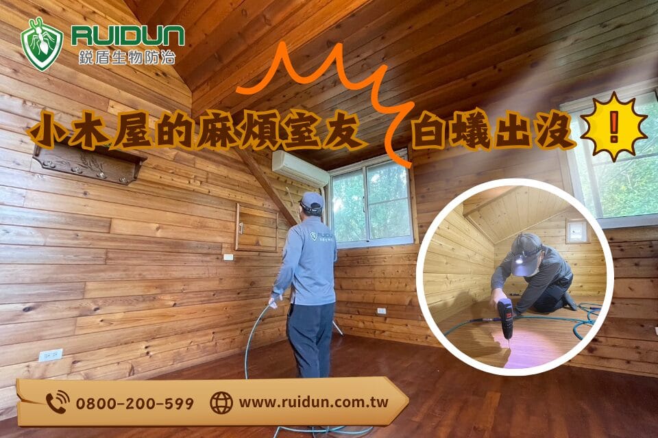 小木屋白蟻