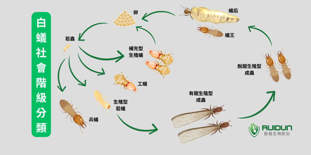 白蟻防禦行為