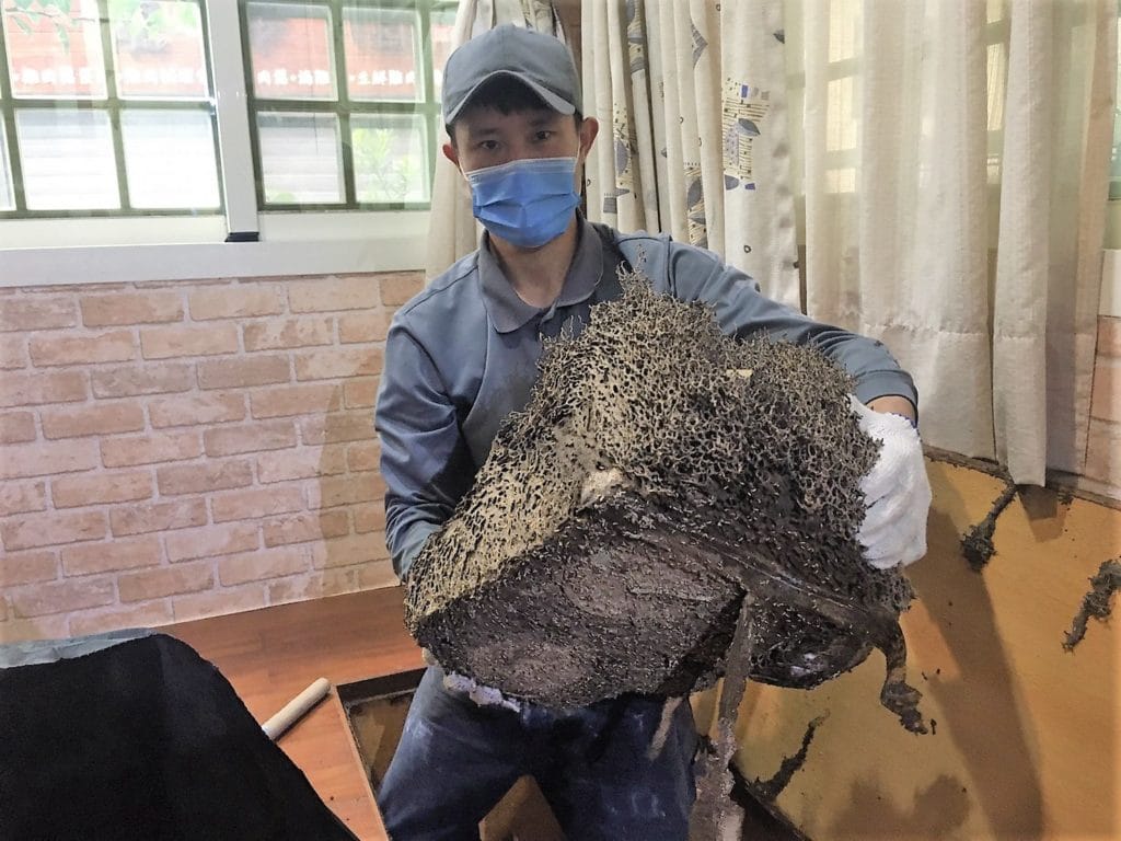 新竹苗栗除白蟻推薦 白蟻怕什麼?