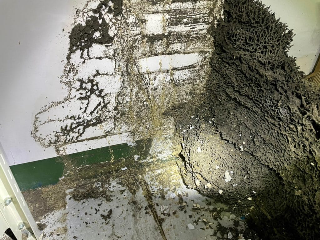 新竹苗栗除白蟻推薦 白蟻怕什麼?