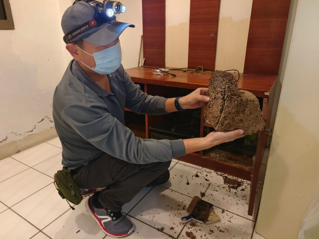 專業除白蟻公司