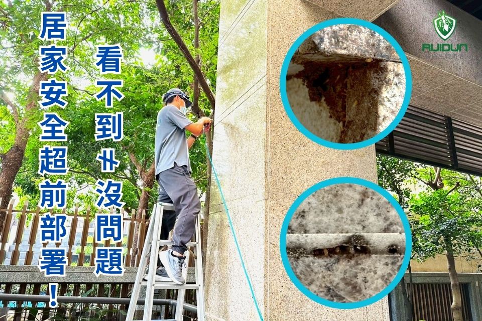 社區白蟻危害