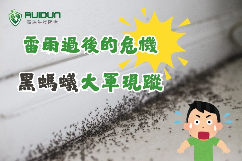 黑螞蟻入侵