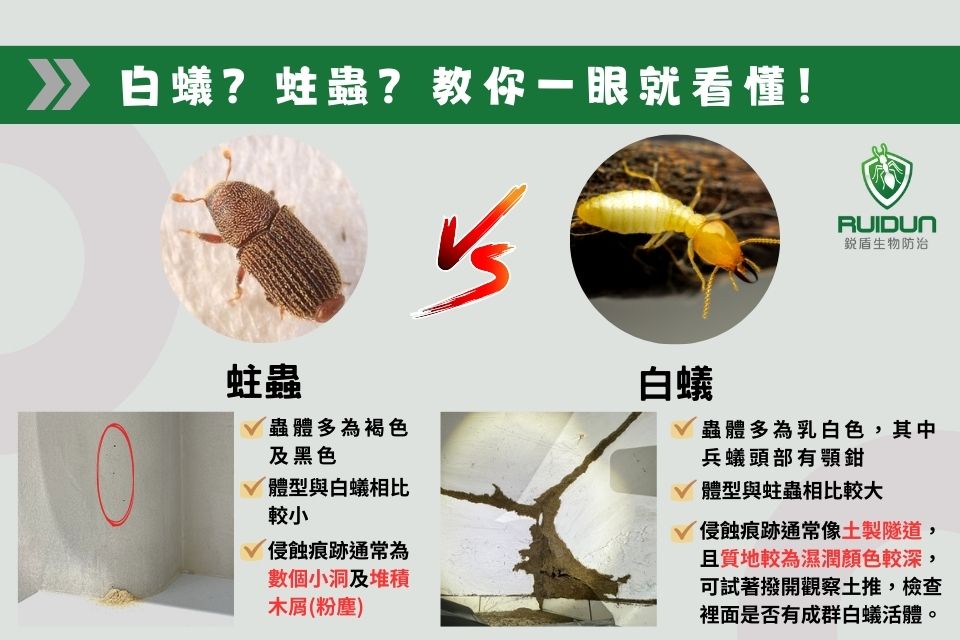 區分白蟻及蛀蟲