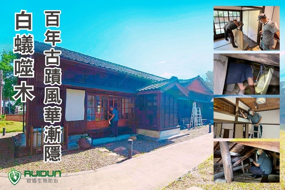 古蹟白蟻侵蝕
