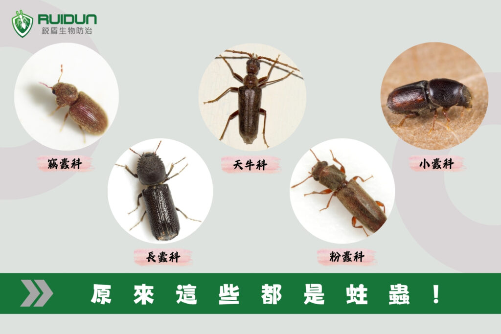蛀蟲種類