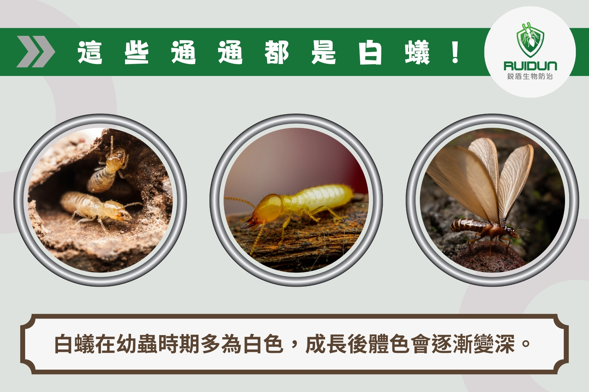台灣常見白蟻種類有哪些?完整認識白蟻習性與防治全攻略! 》