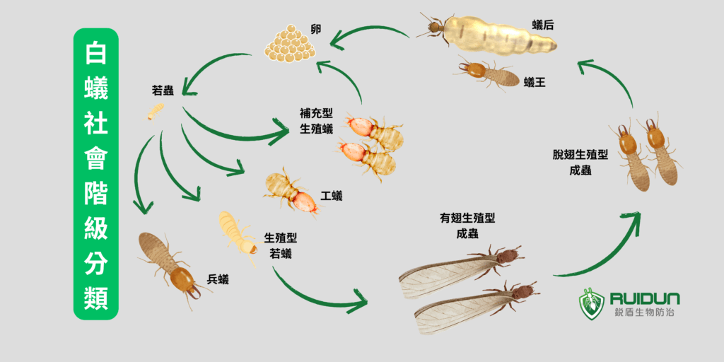 白蟻階級圖