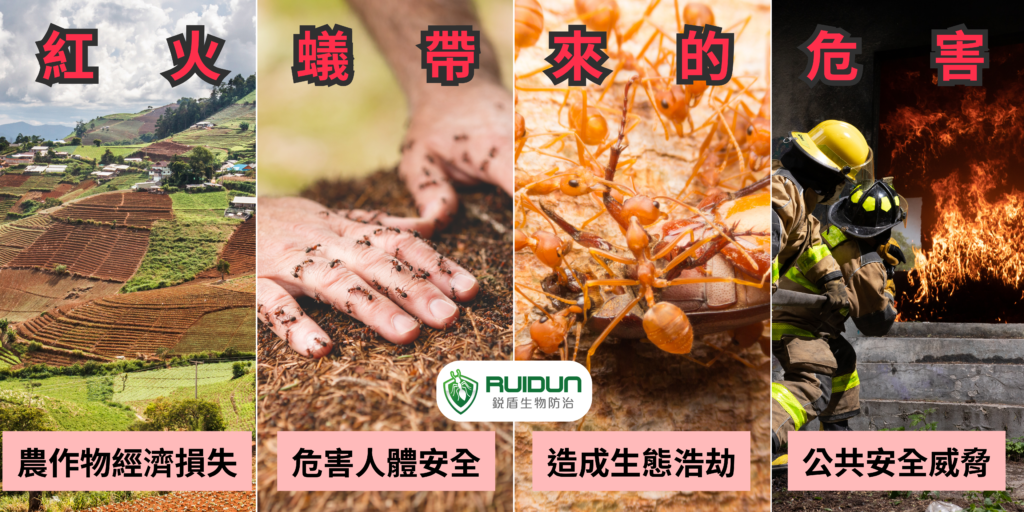 紅火蟻帶來的危害
