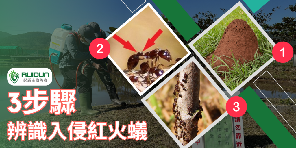 辨識紅火蟻