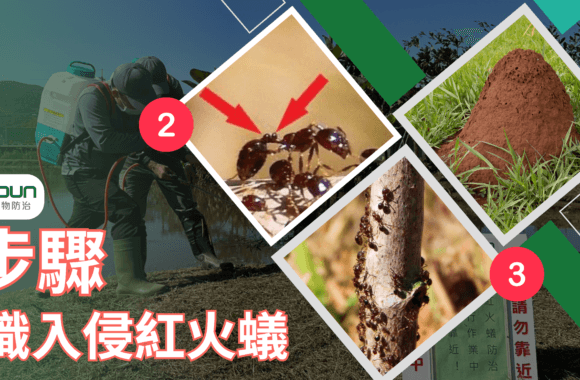 辨識紅火蟻