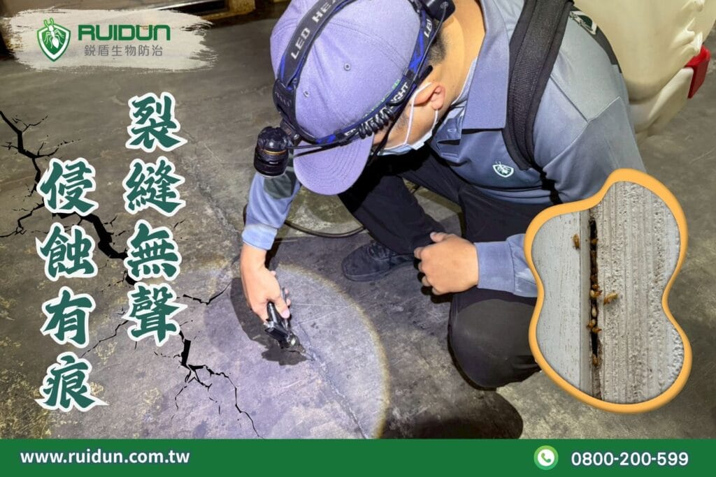白蟻結構破壞